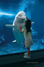 why beluga whales should be your new best friend animals cute animals animals friends