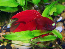Help For Bloated Betta Fish I Didn T Know That Betta Can Get Severely Bloated And That Can Lead To A Shortened Betta Life Betta Fish Care Fish Care Betta Fish