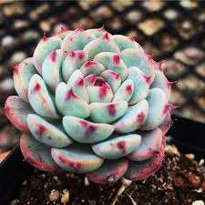 Image result for Humularia minima