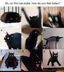 So On This Cat Scale How Do You Feel Today Funny Animal Memes Funny Animal Pictures Funny Cat Memes