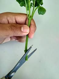 Bayam brazil atau nama lainnya brazillian spinach, poor man spinach, sambu dan juga sambu khasiat bayam brazil. Tanam Bayam Brazil Guna Keratan Batang Ni Cara Boleh Follow Keluarga