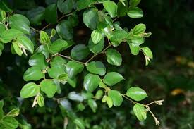 Image result for Ziziphus mauritiana
