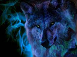 Maybe you would like to learn more about one of these? The Anubian S Wolf Pack Photo Cool Wolf Pic Wolf Wallpaper Wolf Pictures Wolf Background