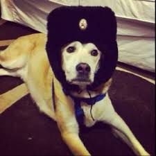 russian dog russian dogs dogs best dogs