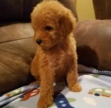 Goldendoodles are designer dogs, a hybrid resulting from breeding two purebred dogs. Beautiful Red Goldendoodle Ready Now Los Angeles For Sale Los Angeles Pets Dogs