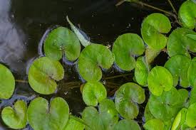 Image result for Hydrocharitaceae