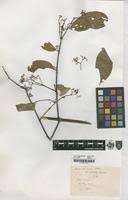 Image result for Hippocratea indica