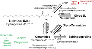 2018 © sl partners, llc. Frontiers Sphingolipidomics In Translational Sepsis Research Biomedical Considerations And Perspectives Medicine