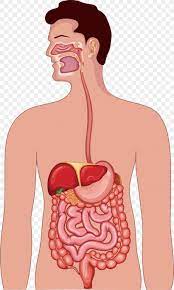 Maybe a digestive trouble, heart, high blood pressure. Gastrointestinal Tract Human Digestive System Anatomy Illustration Png 2659x4426px Watercolor Cartoon Flower Frame Heart Download Free