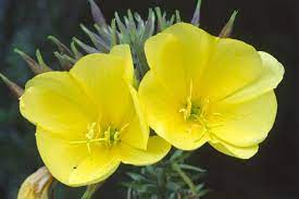 Flowers that bloom at night in india. 9 Flowers That Only Bloom At Night Why