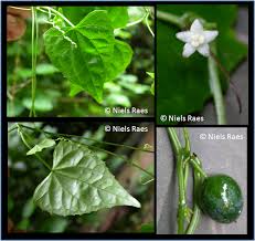 Image result for Zehneria