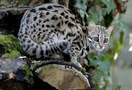 Bengal cats usually have a shine or shimmer to their coat that is most visible in direct sunlight. How To Tell If A Cat Is A Bengal Mix Quora