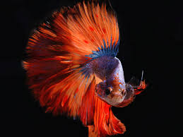 These realistic halfmoon betta fish can be customized as gifts. Living Feng Shui The Pretty Betta Or Siamese Fighting Fish As A Desktop Pet Pethelpful By Fellow Animal Lovers And Experts