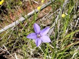 Image result for Wahlenbergia capitata