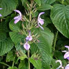 Image result for Brillantaisia pubescens