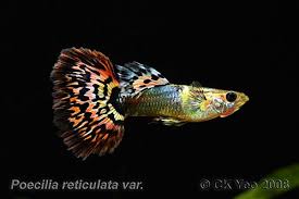 Flickr Freshwater Aquarium Fish Aquarium Fish Betta Aquarium