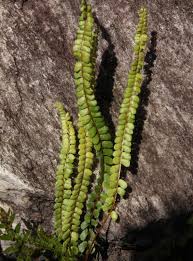 Image result for Lindsaeaceae