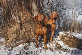 Review how much vizsla puppies for sale sell for below. Hungarian Vizslas Selective Breeding Orokke Vizslas