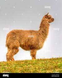 Alpaca animal brown and hairy fleece side profile Stock Photo - Alamy