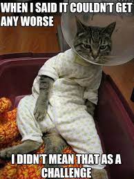 It Couldn T Get Any Worse Funny Cat Pictures Funny Cats Funny Cat Photos
