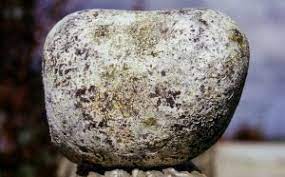 El ámbar gris es un tipo de materia fecal. Ambar Cinzento Aloucadosperfumes