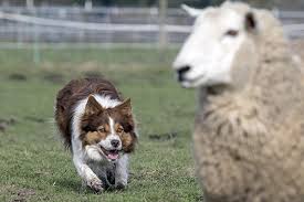 Vashon's annual sheepdog trials return under a national spotlight