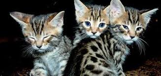 You can spay a your cat at any age. Don T Make My Mistakes Kittens Can And Will Mate Catster