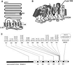 Ectodomain An Overview Sciencedirect Topics