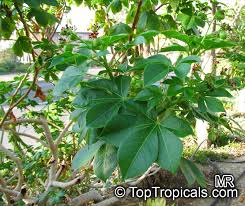 Image result for Jatropha gossypiifolia