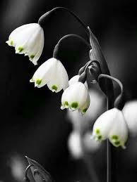 Black And White Plants Background Pin By Wendy Jo On Splashofcolor Photography Nature Photography Flowers Plant Photography White Background Photography