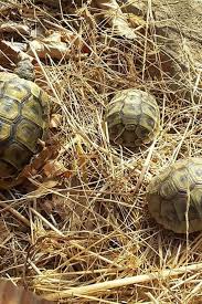 Nachzuchten Landschildkroten Landschildkroten Schildkrotengehege Schildkrote