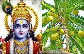 Vrat katha, puja mantra, allowed food, parana vidhi & significance. Ekadashi
