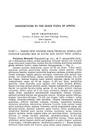 Image result for Trichopteryx stolziana