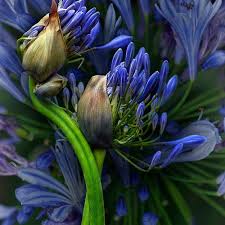 Azzaro Azzaro Gift Set 3 4 Oz Eau De Toilette Spray 5 1 Oz Deodorant Spray Men Walmart Com Agapanthus Amazing Flowers Flowers Photography