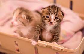 Many times the eyes will get so much discharge, the eyelids will gum up and stick together. 10 Crucial Steps To Take To Save An Abandoned Newborn Kitten