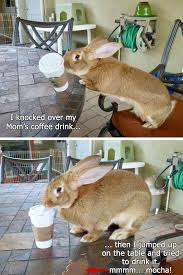 Bunny And Coffee Cute Baby Bunnies Cute Funny Animals Dog Shaming