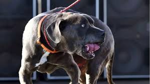 Er war in ottensheim zu besuch bei einer freundin, die ebenfalls einen hund hat. Pitbull Mischling Verletzt Zwolfjahrigen Schwer