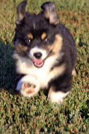 We offer a variety of puppies in pennsylvania and surrounding states from reputable dog breeders. These Are What The Auggies Corgi X Mini Aussie Look Like When They Get Older Corgi Pets Mini Australian Shepherds