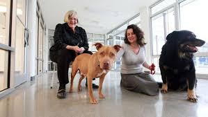 Safe Haven animal shelter closing at end of November