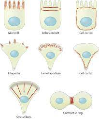 Check spelling or type a new query. How Are Actin Filaments Distributed In Cells And Tissues Mbinfo