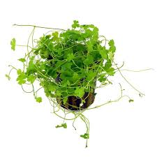 Image result for Hydrocotyle