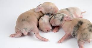 Caring For Newborn Rabbits Rabbitpedia Com