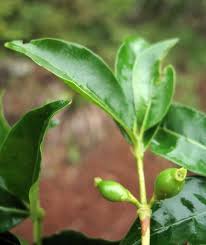 Image result for Tricalysia