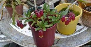 Pin On The Garden