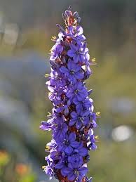 Image result for Aristea abyssinica