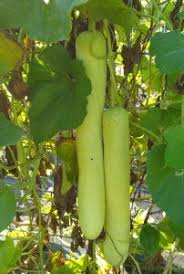 Image result for Lagenaria