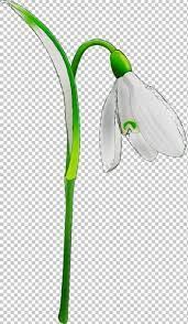 Green Snowdrop Flower Plant Galanthus Png Clipart Amaryllis Family Flower Flowers Gadget Galanthus Free Png Download