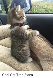 Welcome to cool cat tree plans! Cool Cat Tree Plans Cool Meme On Me Me