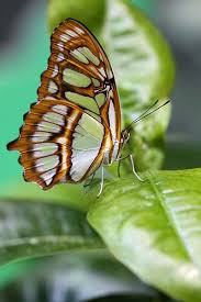 Where the butterflies are