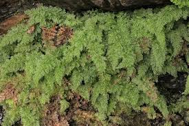 Image result for Vandenboschia